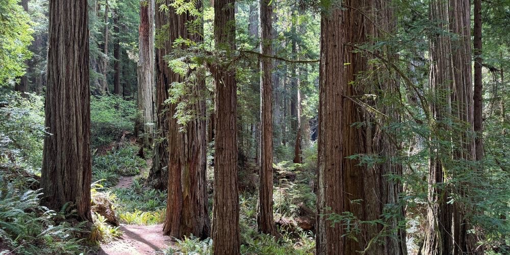 Redwoods National Park